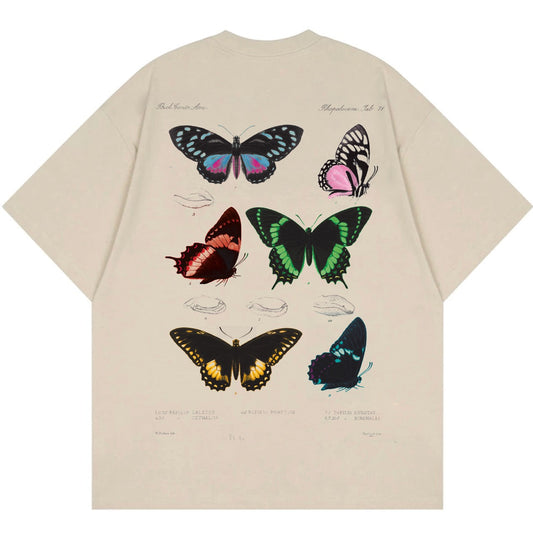 Lepidoptera Butterfly & Moths